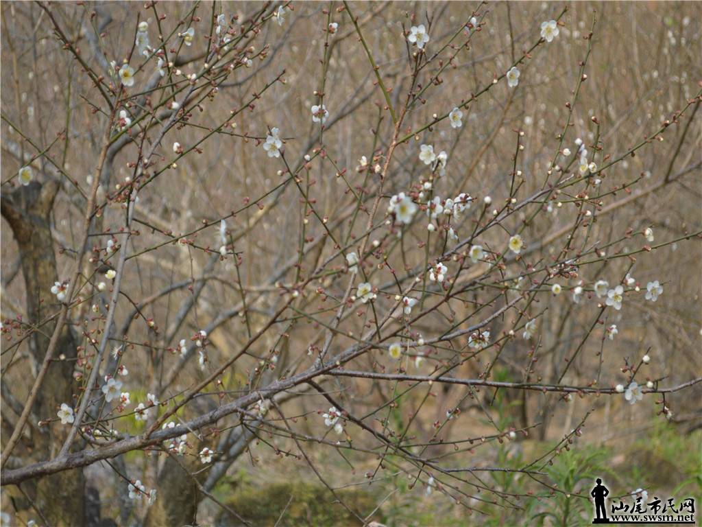 DSC_0635.jpg