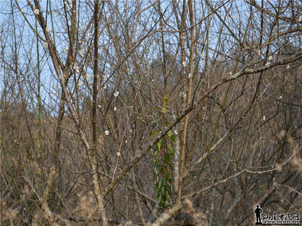 DSC_0662.jpg