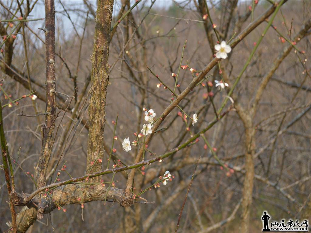 DSC_0676.jpg