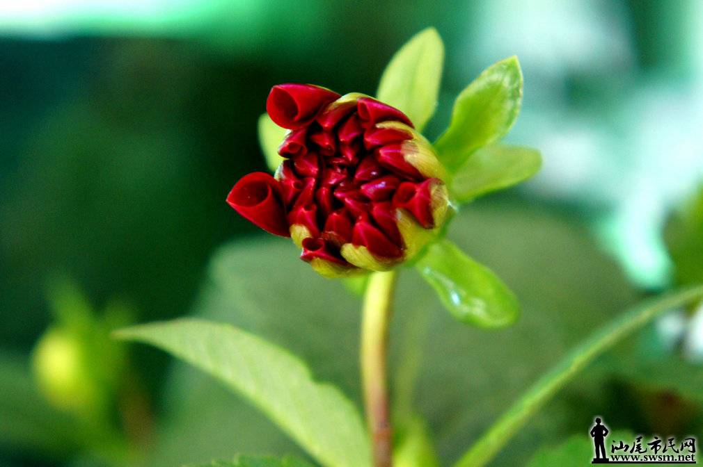 DSC03833_.jpg
