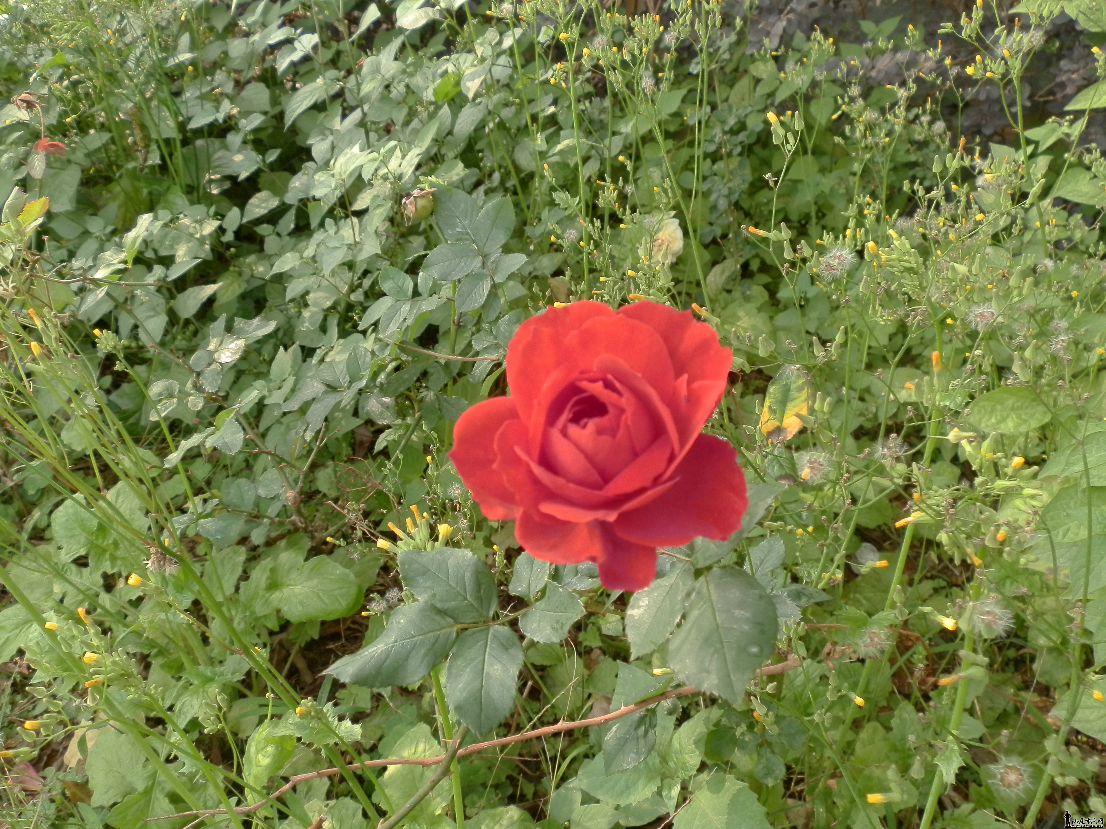 P2070014.JPG