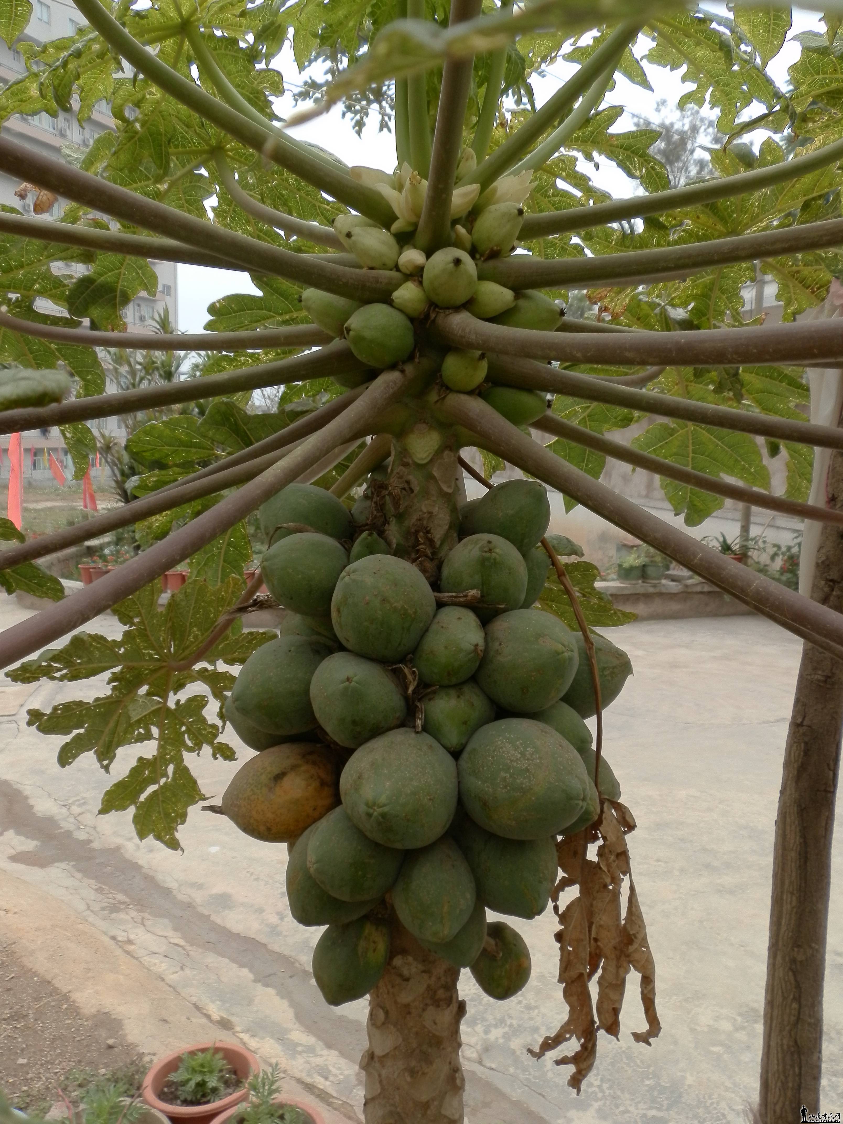P2120013.JPG