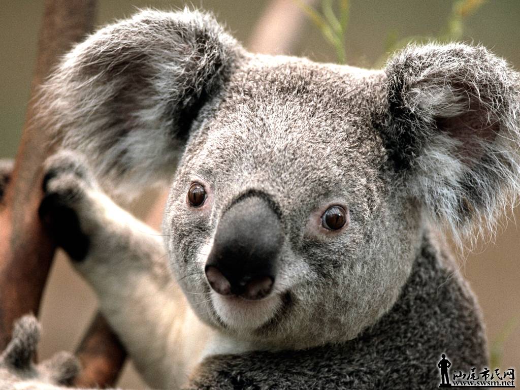 koala.jpg