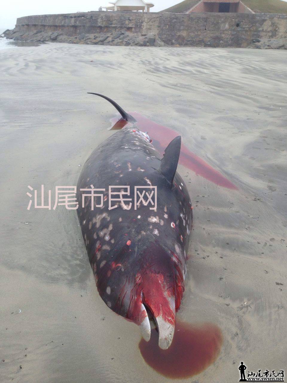 9_meitu_9.jpg