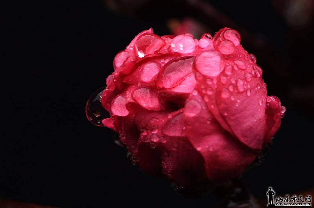 ɽһ20.jpg