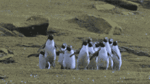 0 (1).gif