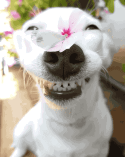 9.gif