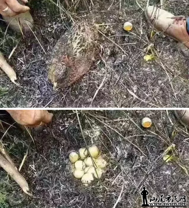 QQͼ20170406105951.png