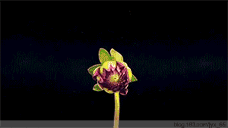 0001.gif