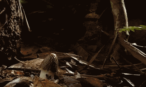 0009.gif