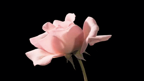 0010.gif