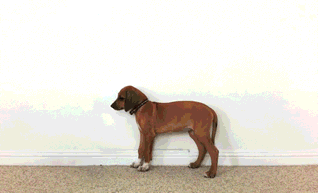 0015.gif