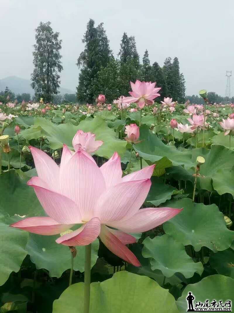 wechat_upload14990060015959043148a18