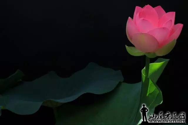 044.webp.jpg