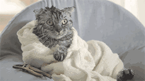 640 (4).gif