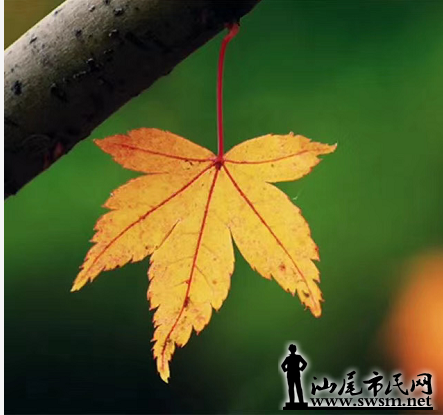 Ҷ.png